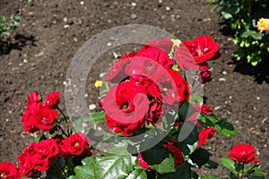 Florescence of red garden roses in June