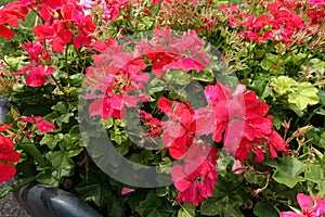 Florescence of red ivy-leaved pelargonium