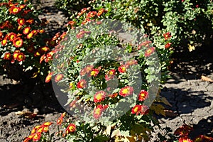 Florescence of red and yellow Chrysanthemum