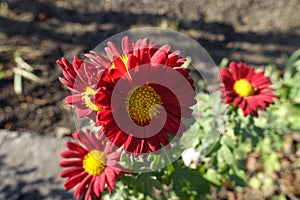 Florescence of red and yellow Chrysanthemums in November