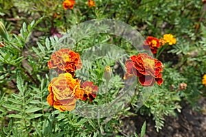 Florescence of red and yellow Tagetes patula in July