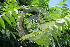 Florescence of Rhus typhina in June