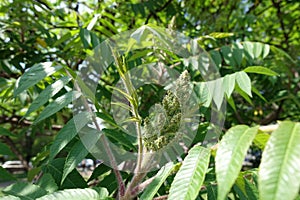 Florescence of Rhus typhina in spring