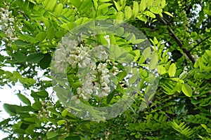 Florescence of Robinia pseudoacacia in May