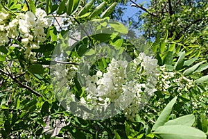 Florescence of Robinia pseudoacacia tree in May
