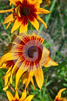 Florescence of rudbeckia red on flower bed