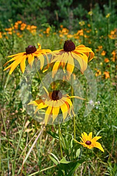 Florescence of rudbeckia red on flower bed