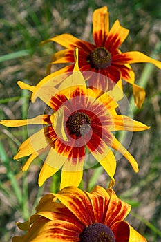 Florescence of rudbeckia red on flower bed