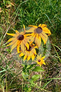 Florescence of rudbeckia red on flower bed