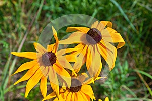 Florescence of rudbeckia red on flower bed