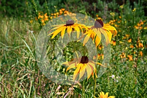 Florescence of rudbeckia red on flower bed