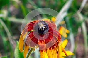 Florescence of rudbeckia red on flower bed