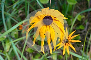 Florescence of rudbeckia red on flower bed