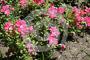 Florescence of salmon pink petunia in June