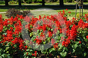 Florescence of scarlet red Salvia splendens in September