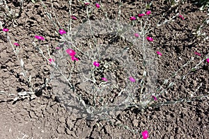 Florescence of Silene coronaria in June