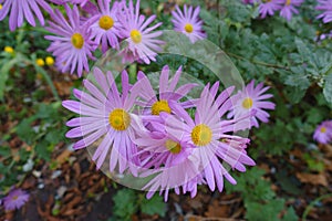 Florescence of single pink daisy-like Chrysanthemums in mid October