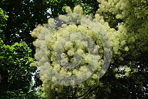 Florescence of smoke bush in summer