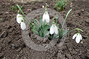 Florescence of snowdrops in mid March