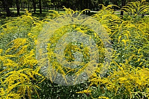 Florescence of Solidago canadensis in August