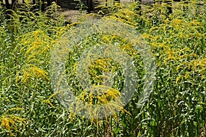 Florescence of Solidago canadensis in August