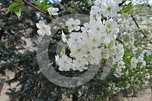 Florescence of sour cherry in spring