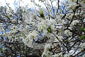 Florescence of sour cherry in mid April photo