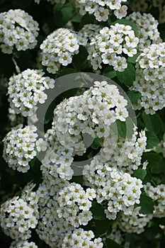 Florescence of Spiraea vanhouttei in spring