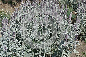 Florescence of Stachys byzantina