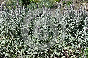 Florescence of Stachys byzantina in summer