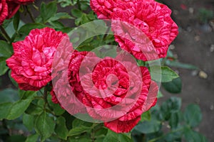 Florescence of striped red roses in July