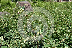 Florescence of Symphoricarpos albus in July