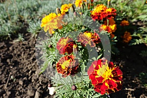 Florescence of Tagetes patula in October