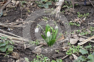 Florescence of 3 snowdrops in mid March photo