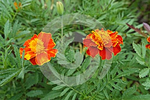 Florescence of two red and yellow Tagetes patula