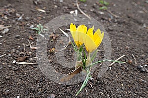 Florescence of two yellow crocuses in March