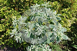 Florescence of variegated spurge in August