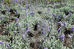 Florescence of Veronica incana in June