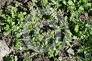 Florescence of veronica polita in March