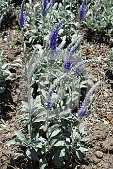 Florescence of Veronica spicata incana in May