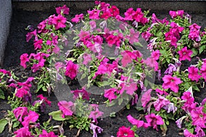 Florescence of vibrant pink petunias in June