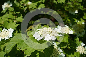 Florescence of Viburnum opulus bush in May