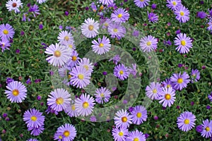Florescence of violet Michaelmas daisies