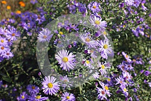 Florescence of violet Michaelmas daisies in October