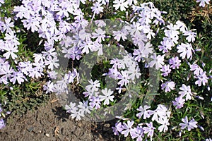 Florescence of violet phlox subulata in April