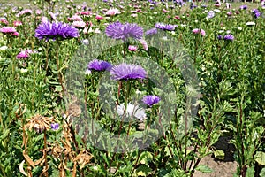 Florescence of violet and pink China aster in the garden