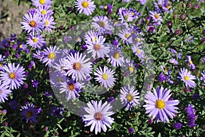 Florescence of violet Symphyotrichum dumosum