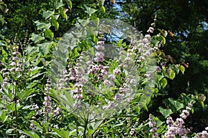 Florescence of Vitex agnus-castus in July