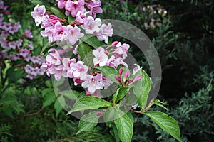 Florescence of Weigela florida in May