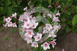 Florescence of Weigela florida in May